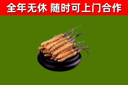 晋安区回收冬虫夏草