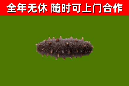 晋安区回收海参干
